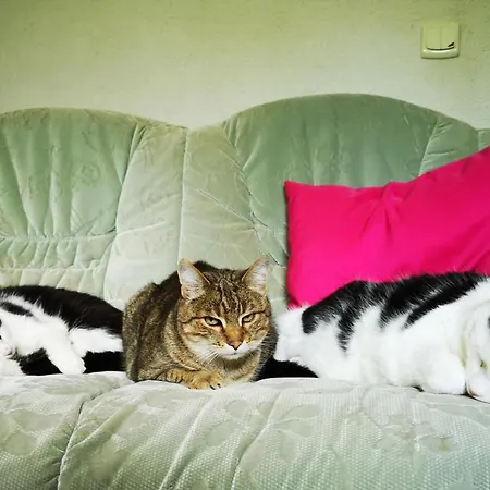 Séjour chez l'habitant Pod Gadajacym Kotem Długopole-Zdrój