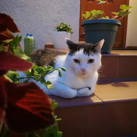 Pod Gadajacym Kotem *