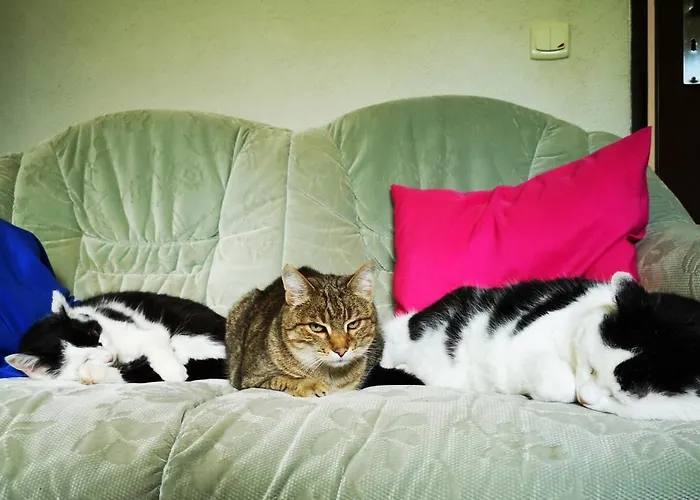 Accommodatie bij particulieren Pod Gadajacym Kotem Długopole-Zdrój