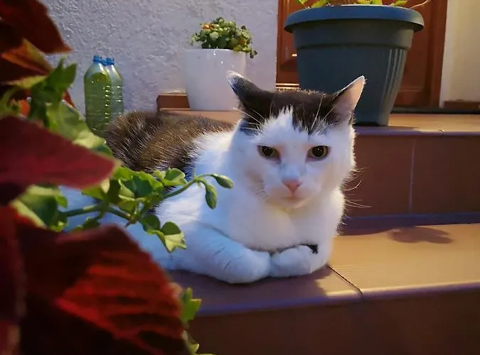 Pod Gadajacym Kotem *